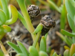 Lampranthus sociorum old capsules
